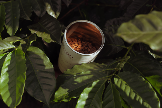 Proceso Honey: lo que todo amante del café debería saber