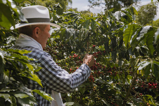 SCA 87: La Ciencia Detrás de la Taza Perfecta