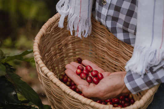 La Bonanza Cafetera de Colombia 2025: Una Historia de Progreso y Desafíos Pendientes