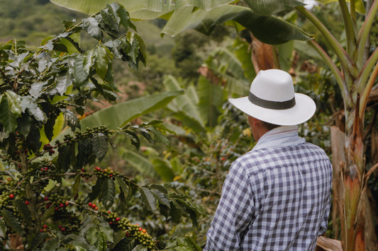 Antes de tu barista, hubo un Caficultor