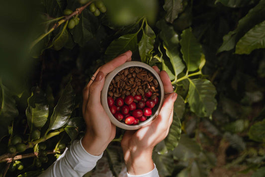 Geisha en Caldas: ¿Por qué la Variedad más Rara del Mundo Crece en Montelargo?