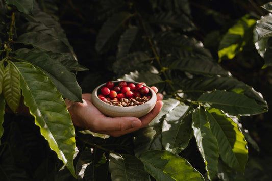 "Montelargo: Del Diseño a la Cima (Nuestra Historia)"